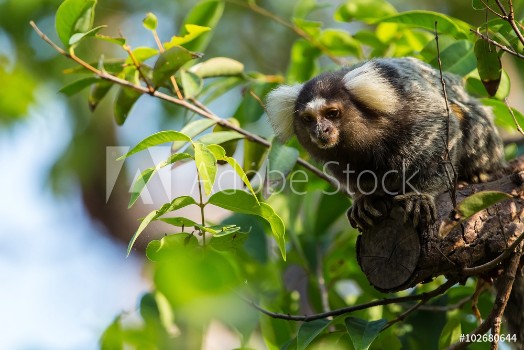 Picture of Common marmoset